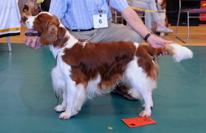 Speical Post Graduate Dog or Bitch